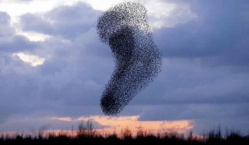 Starling Murmuration Forms a Festive Shape in the Skies Above West Yorkshire