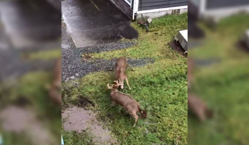 Watch: Suburban Buck Fight Spills Over Into Backyard
