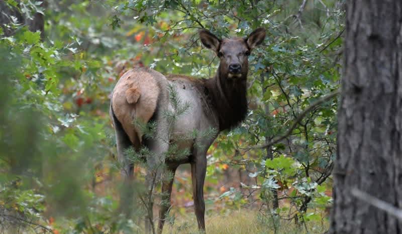 2020 Michigan Elk Season Deemed a Success