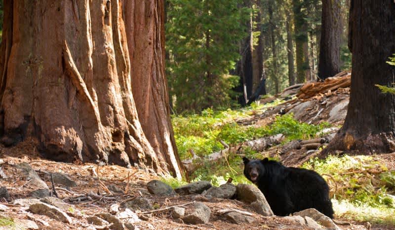 State Senator Wants to Ban Black Bear Hunting in California