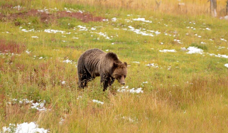 Yellowstone’s Oldest Grizzly Bear was 34 and Still Killing with 3 Remaining Teeth
