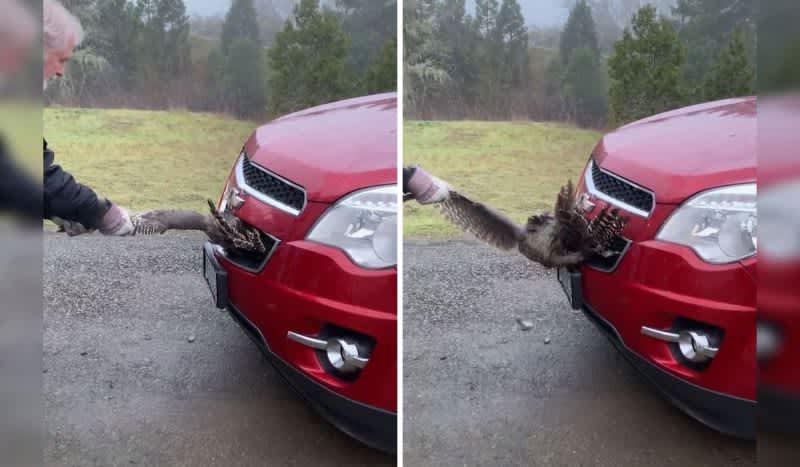 Viral Video Shows Man Yank Turkey Out from The Bumper of a Car, Then It Somehow Runs Off