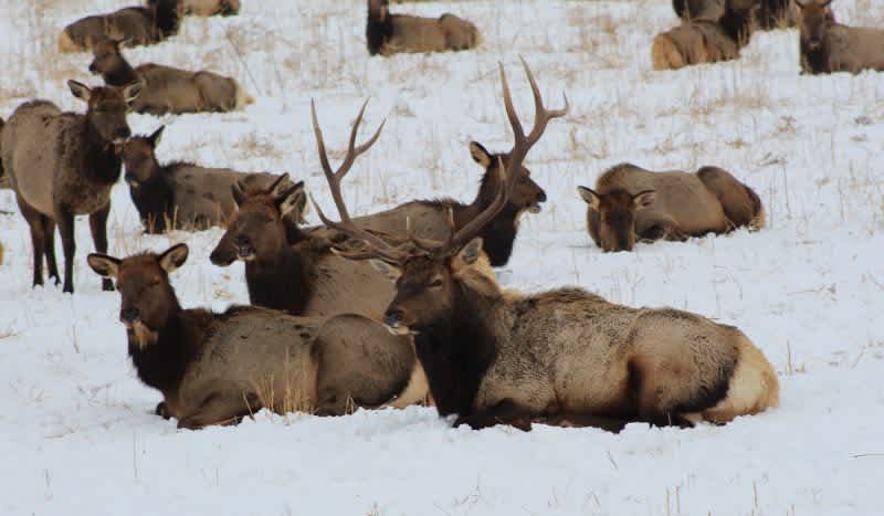 Can You Count the Number of Elk in This Massive Herd Caught on Camera by Colorado Parks and Wildlife Officials?