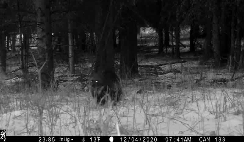 Yellowstone Wolverine Captured on Trail Camera for First Time