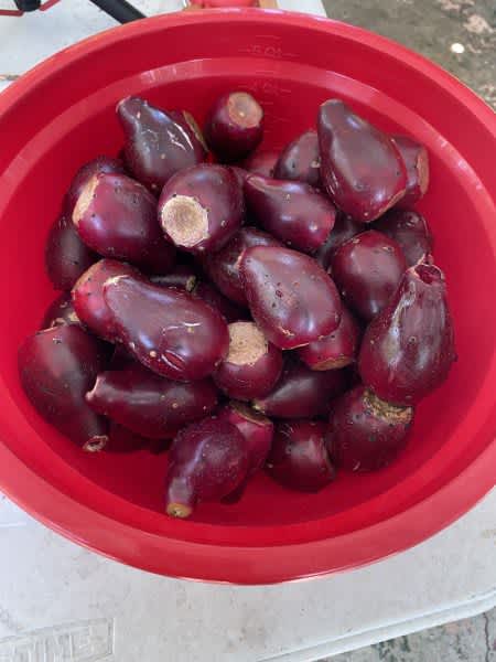 Top 4 Ways to Preserve Prickly Pear