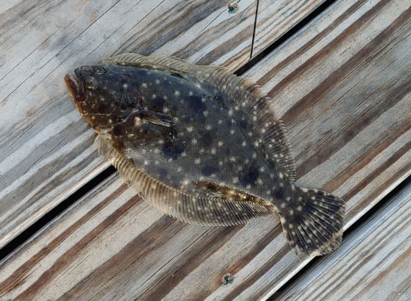 Florida Flounder Harvest Reopens December 1st