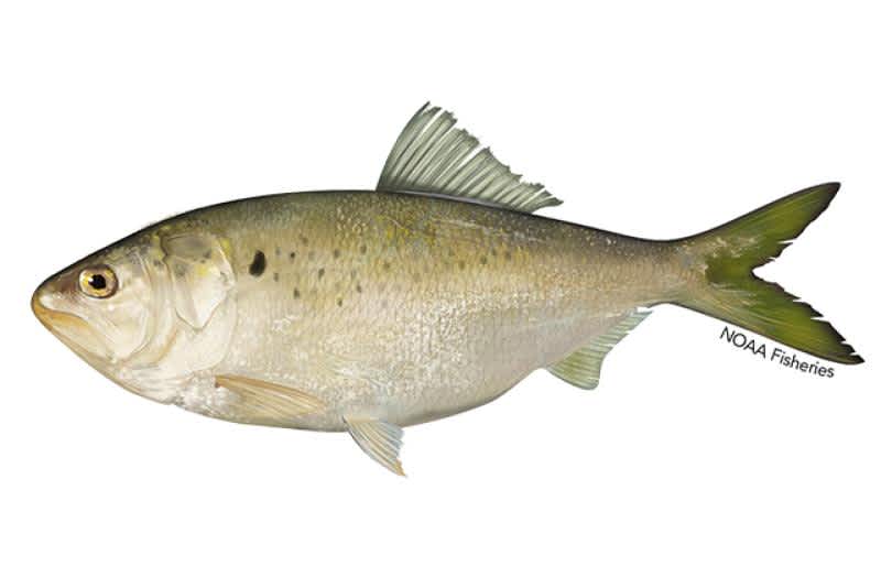 Virginia Commission: No New Menhaden Restrictions