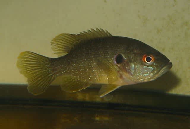 Invasive Green Sunfish confirmed in New Hampshire Waters