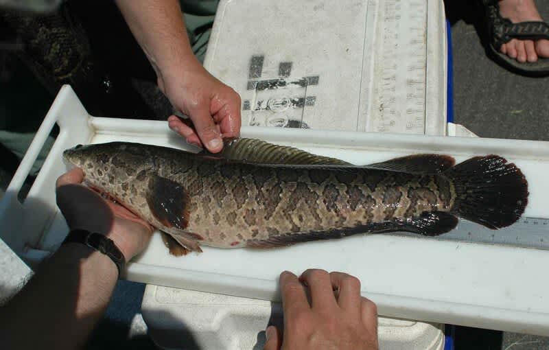 LDWF Confirms Northern Snakeheads in Concordia Parish