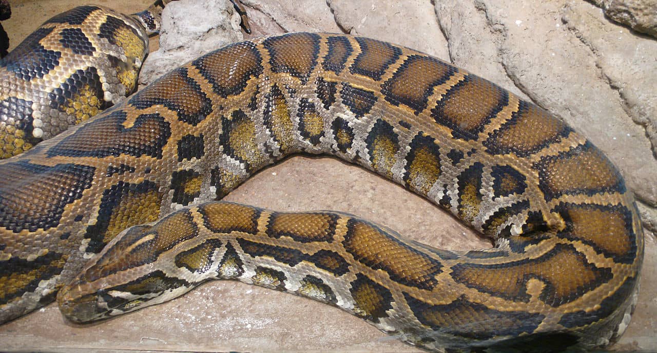 Win up to 10k at the Florida Python Challenge