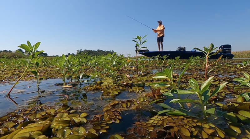 Find the Shad to Find the Bass in September!