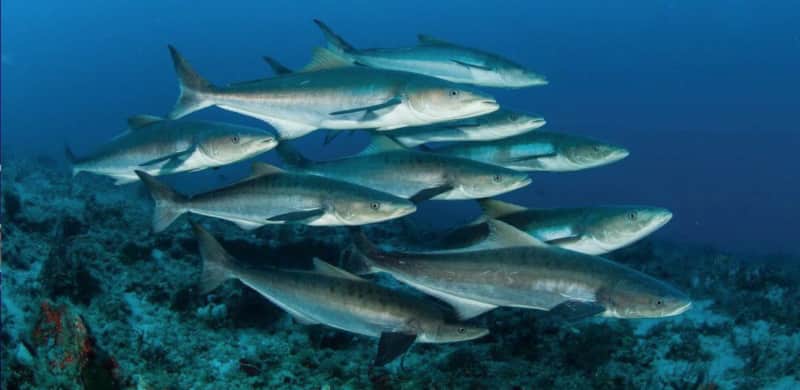Florida Fish and Wildlife Conservation Commission Offers $50 For Every Cobia Brought In
