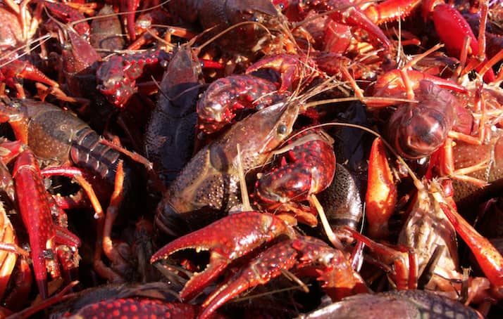 Excessive Heat, Drought Pose Threat to Gulf South 2024 Crawfish Harvest