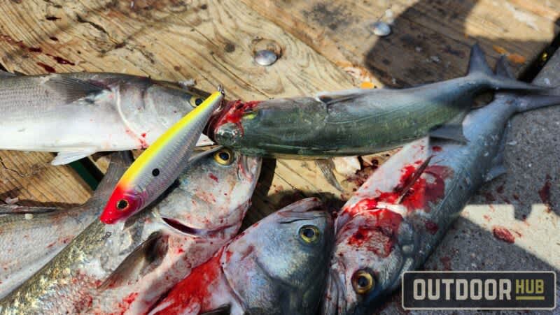 Spanish mackerel settling in off Treasure Coast