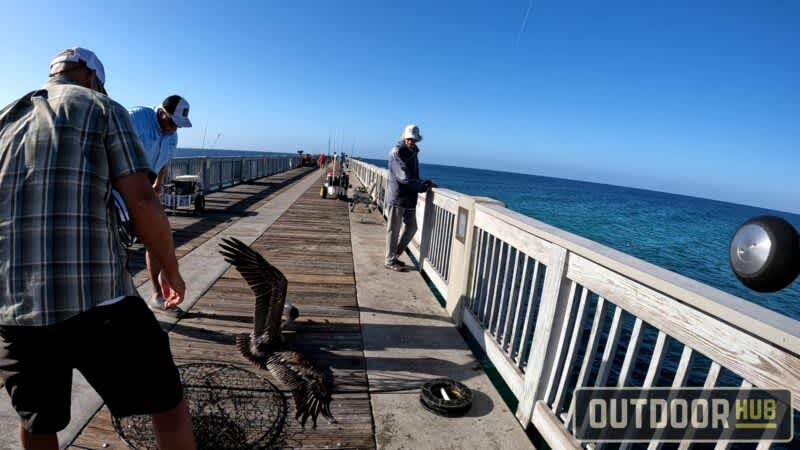 Fishing the Panama City Beach County Pier in October – Part 3