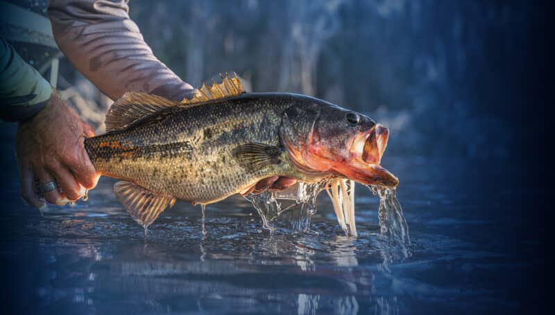Attention Anglers: Bass Pro Shops and Cabela's Spring Fishing