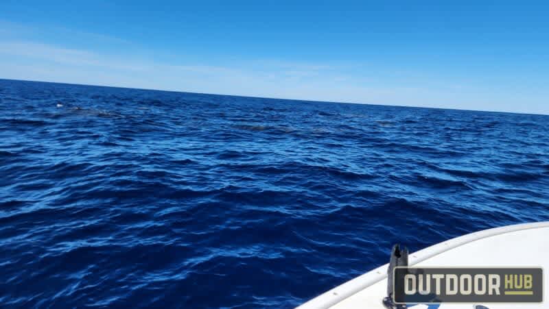 Running to the Otherside of the Gulf Stream – North Florida Bluewater Fishing