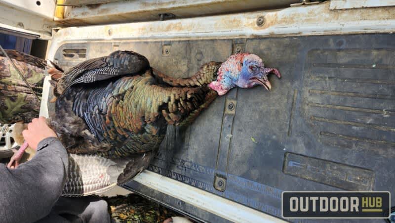 Breaking it Down – Wild Turkey Breast and Legs