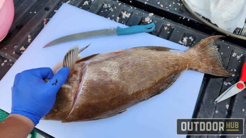 Breaking it Down – Grouper Throats