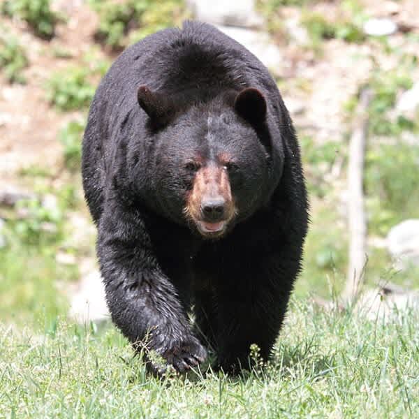 Suburban Black Bear Attack: An After-Action Report