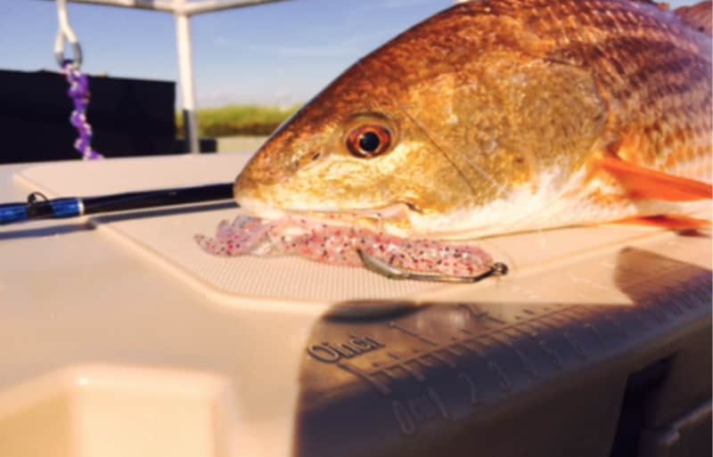 Sight Fisherman Heads to the “Pumpkin Patch” for Summertime Redfish!