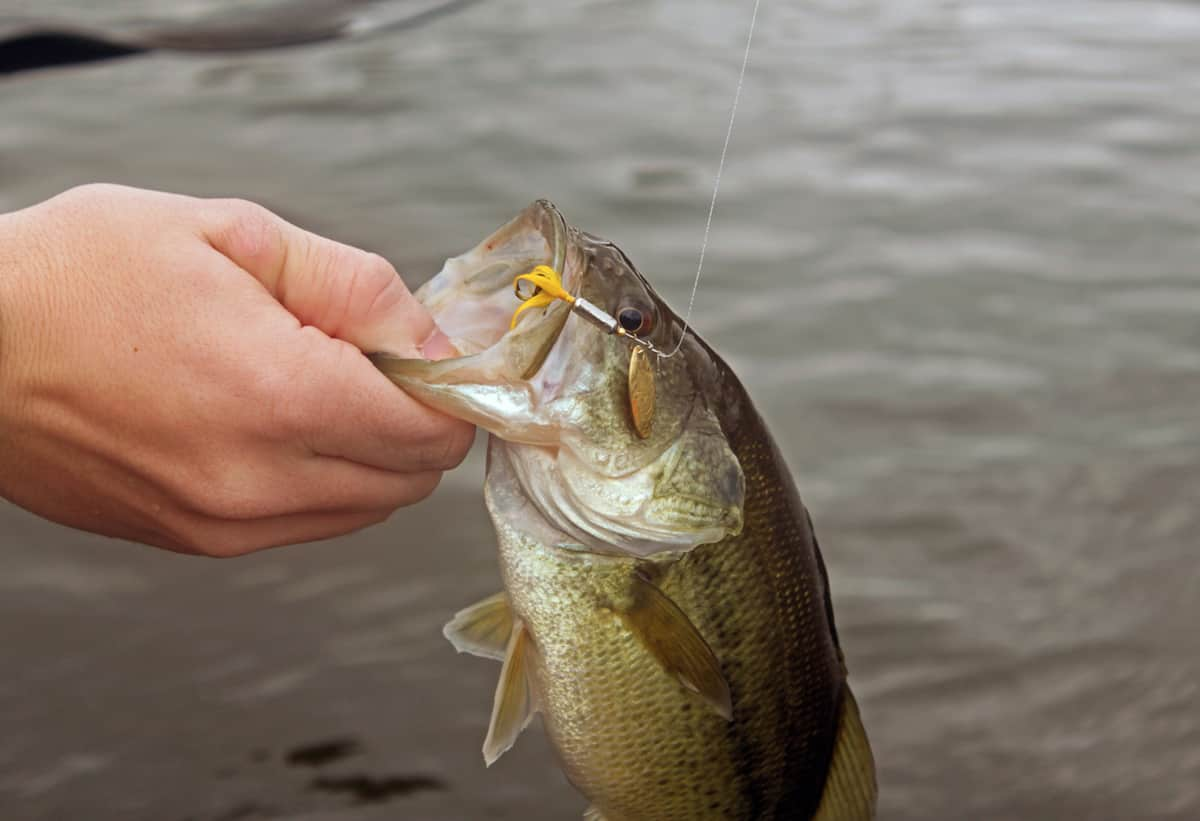 Using Rooster Tails to Catch Bass