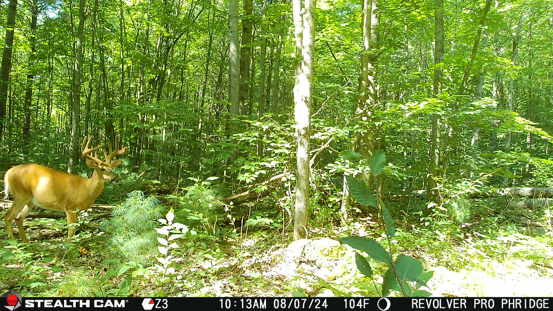 Setting Up Your Cellular Trail Camera for Success: A comprehensive guide