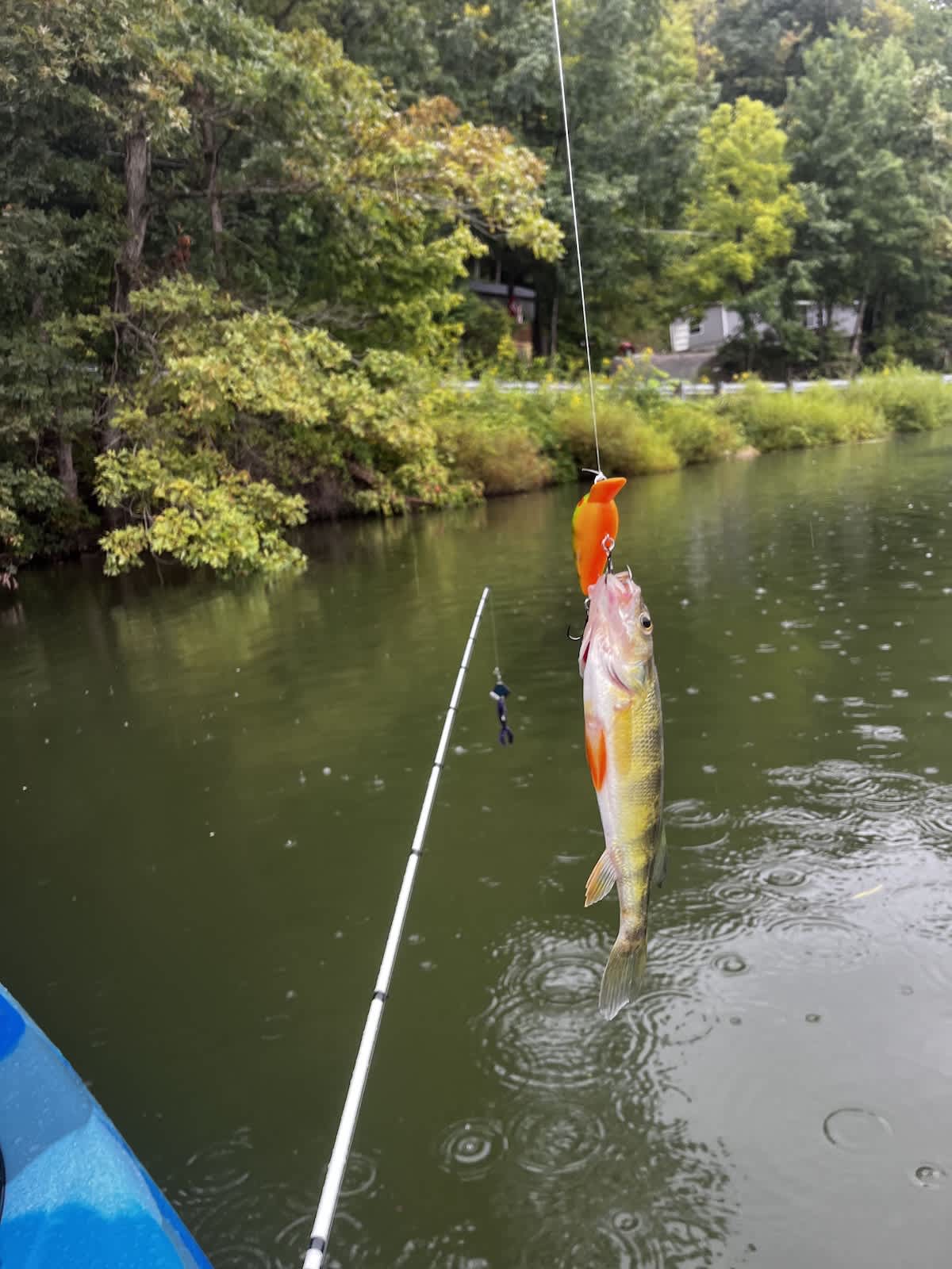 Yellow Perch in Kentucky?