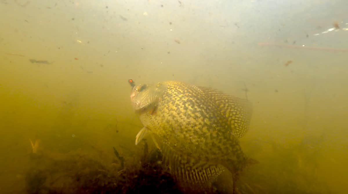 OHUB Review: Crappie Psychic – Iddy Biddy Shrimp
