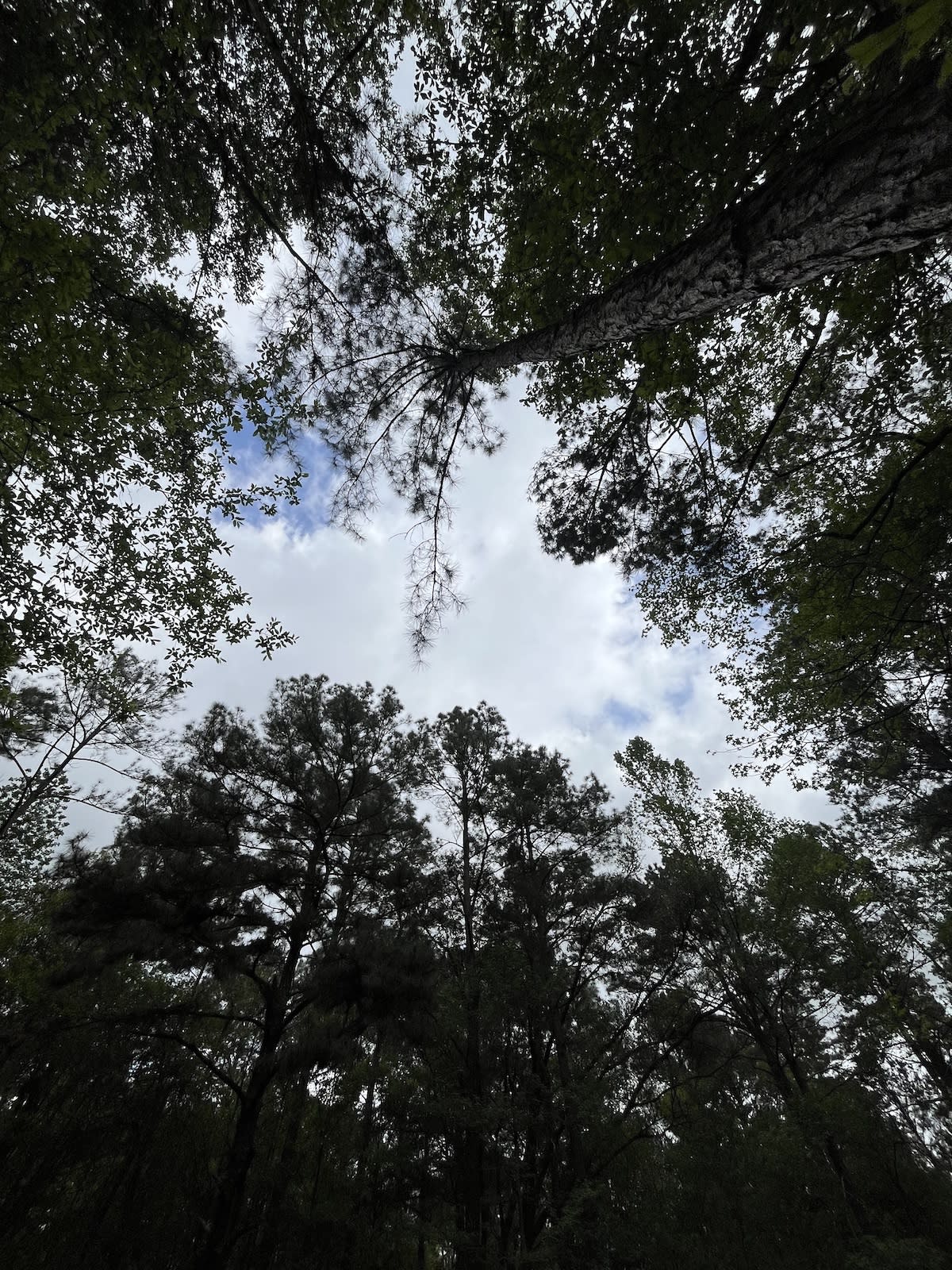 Want to find hidden ponds? Just look up!