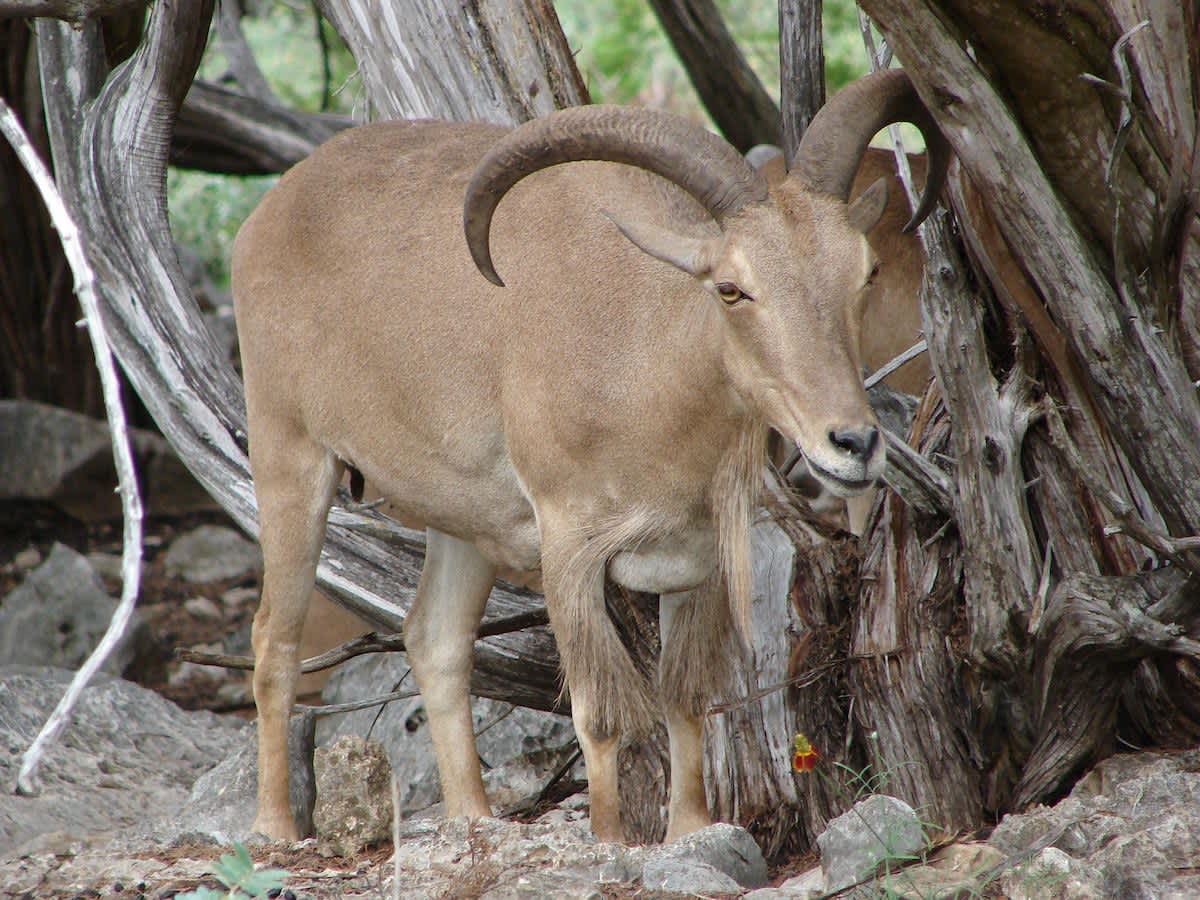 Texas Approves Helicopter Hunting for Invasive Aoudad Sheep