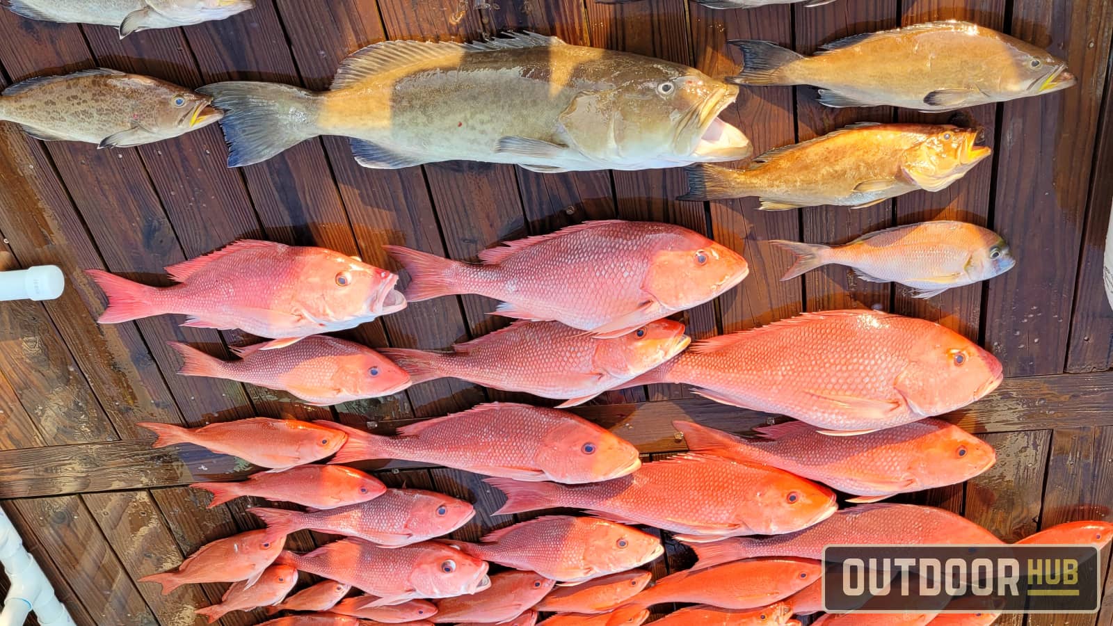 NOAA Announces 107 Day Gulf Red Snapper For-Hire Season for 2025