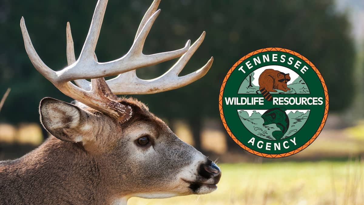 Tennessee Legalizes Deer Baiting on Private Propery