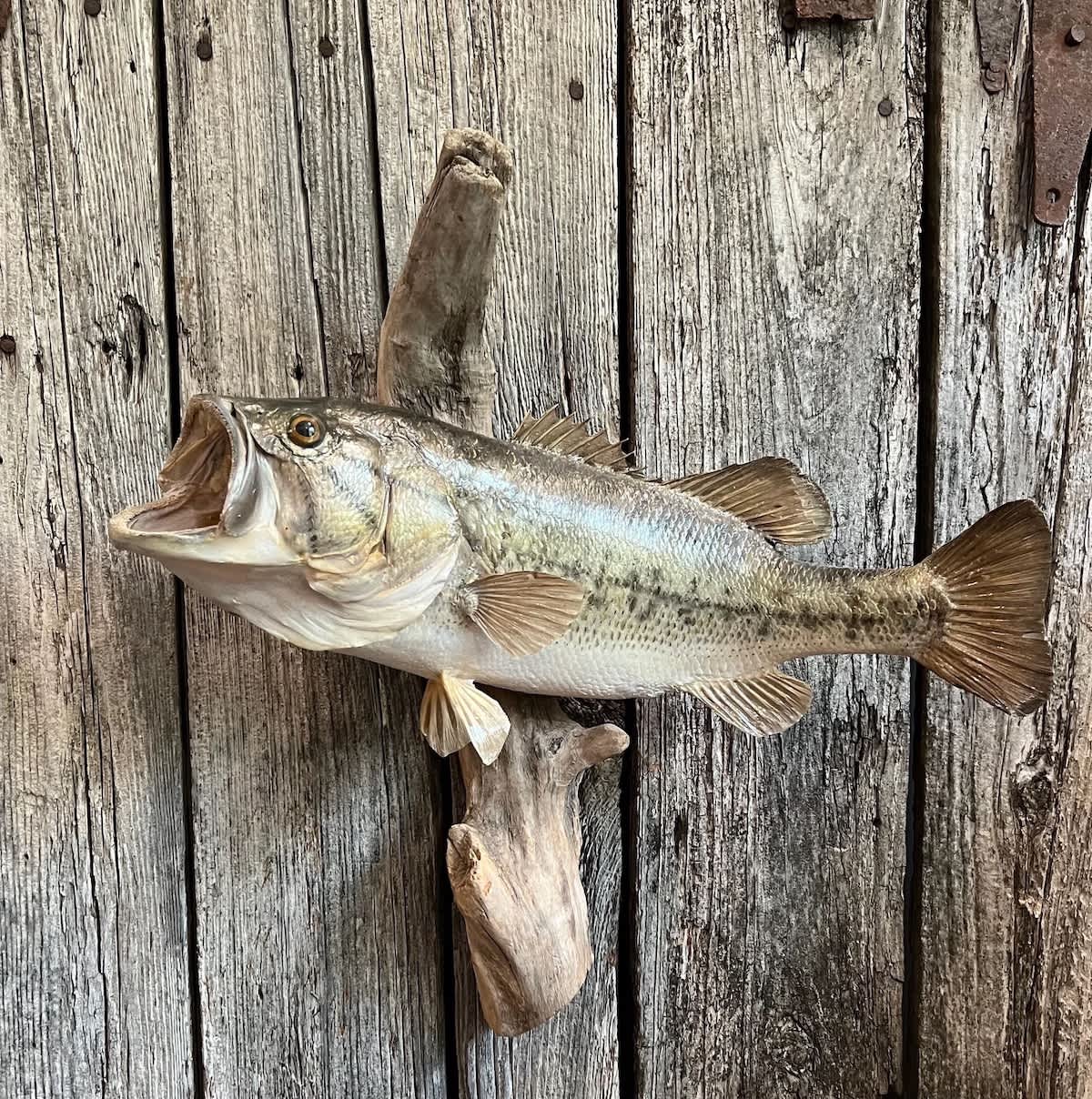 When Should You Mount That Trophy Bass? A Complete Guide