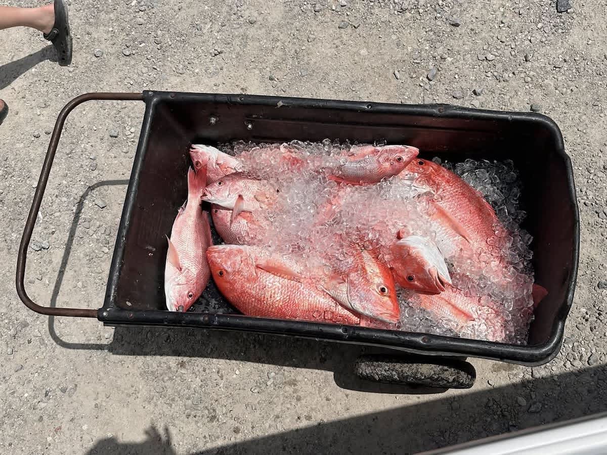 South Carolina Takes Control of Red Snapper Fishing with New State Law
