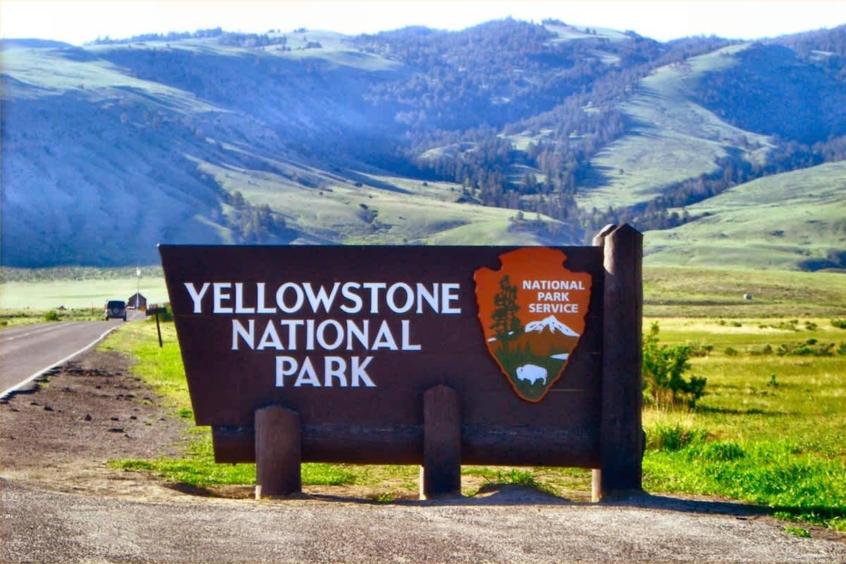 Officials Cull Over 300 Bison from Yellowstone National Park