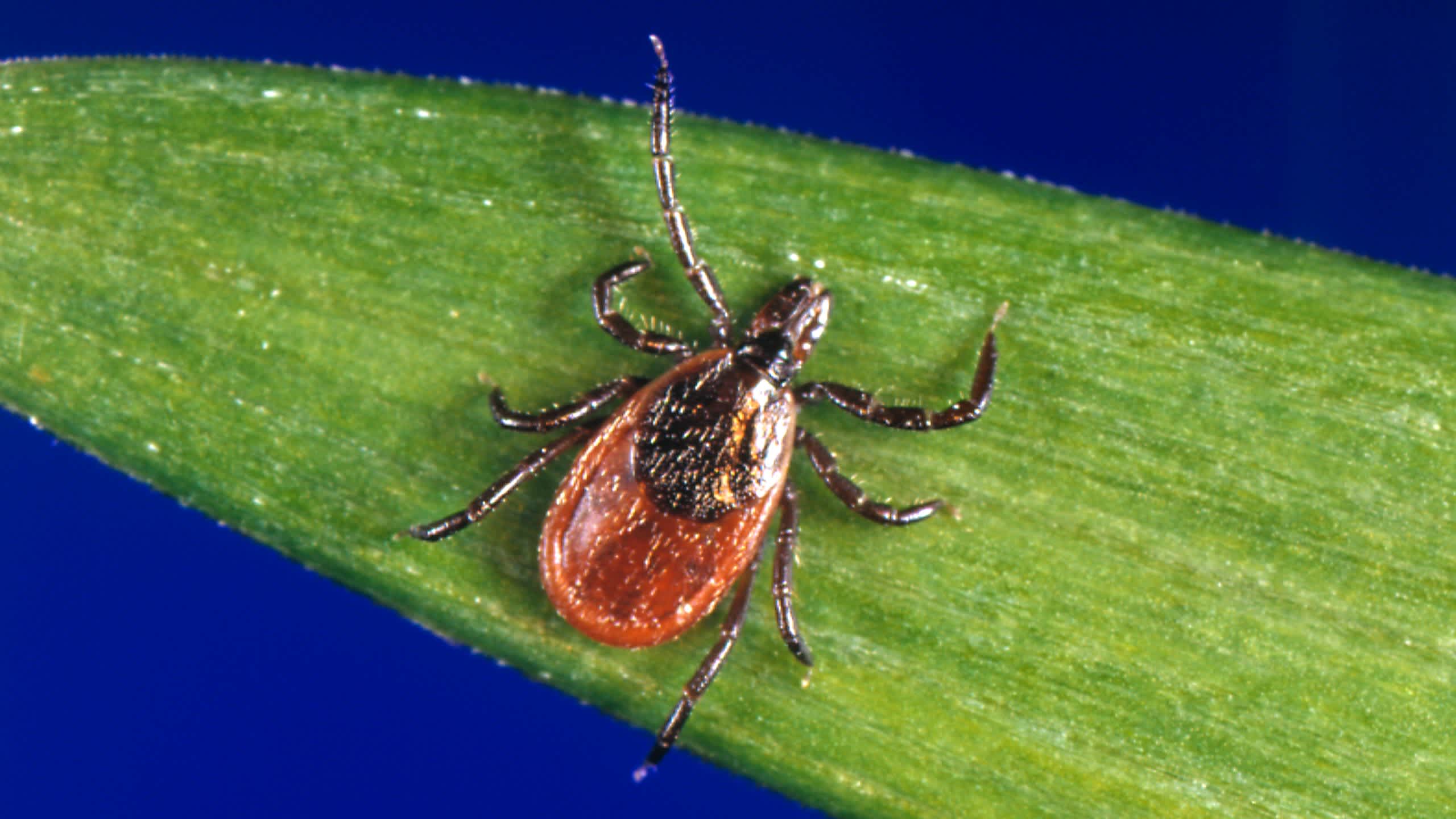 OHUB Special: Diseases Caused by Ticks