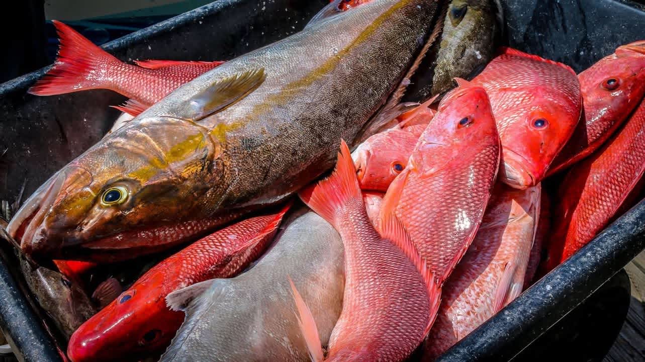 NOAA Withdraws Proposed Bottom Fishing Closure