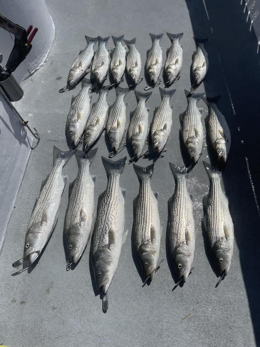 Fishing Groups File Federal Lawsuit Over Striped Bass Regulations