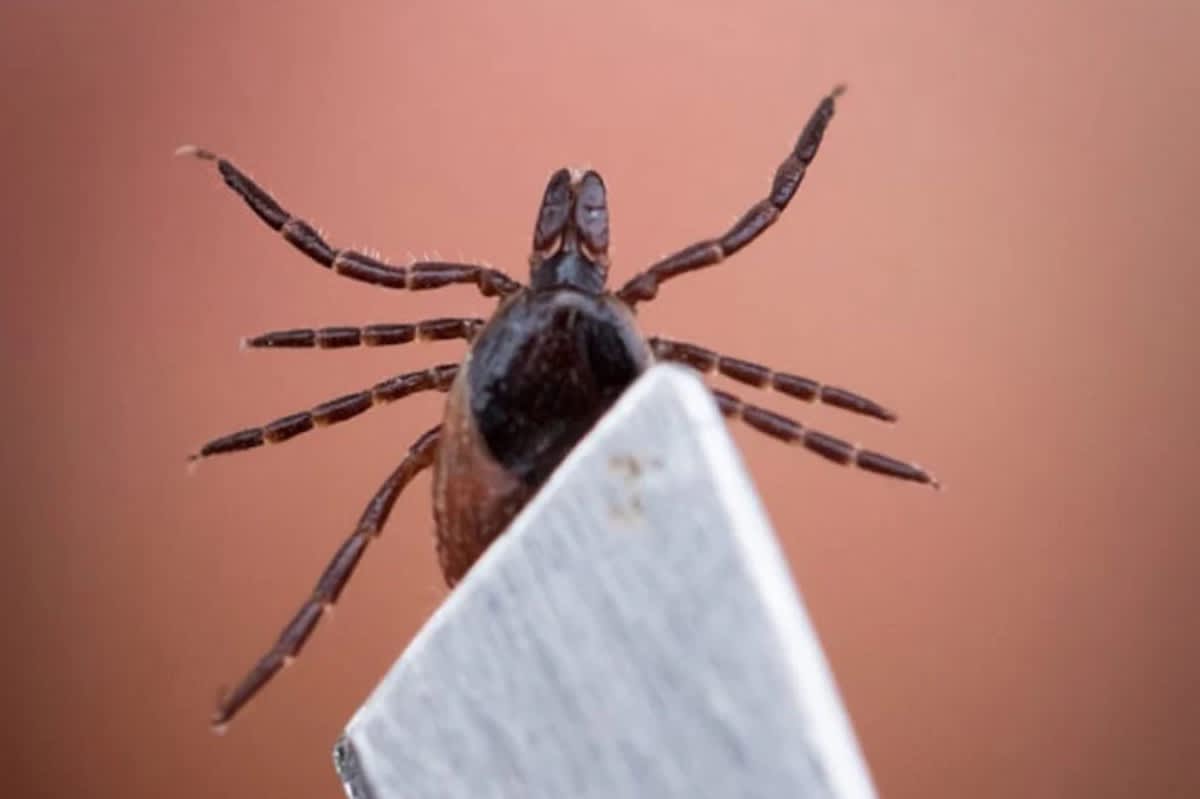 Tick Removal 101: What Every Outdoorsman Needs to Know