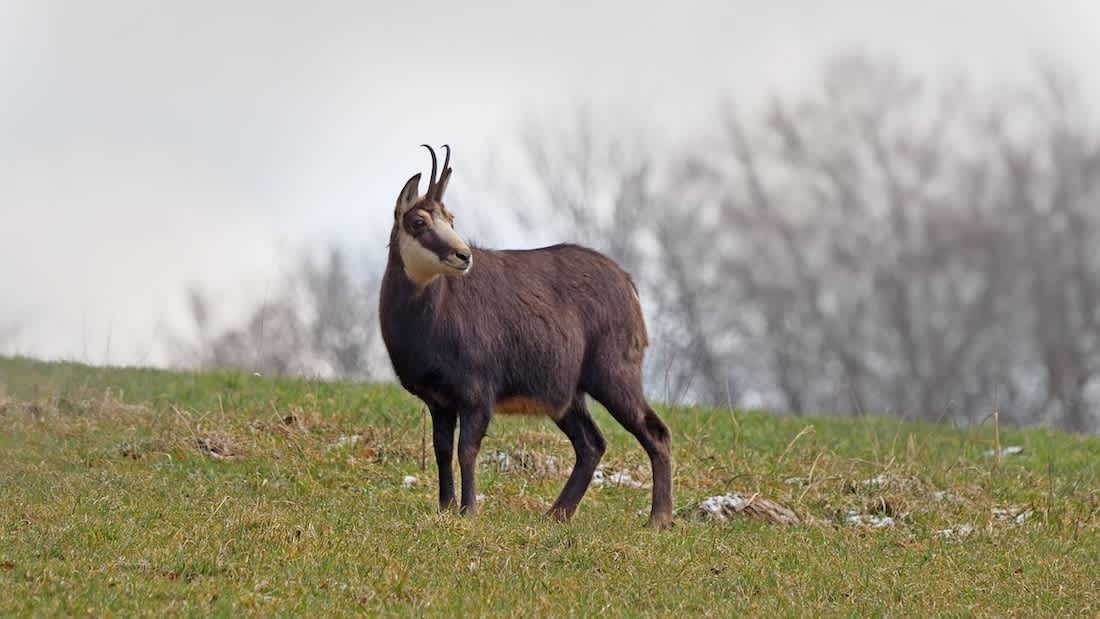 Swiss Canton Implements Stricter Chamois Hunting Penalties