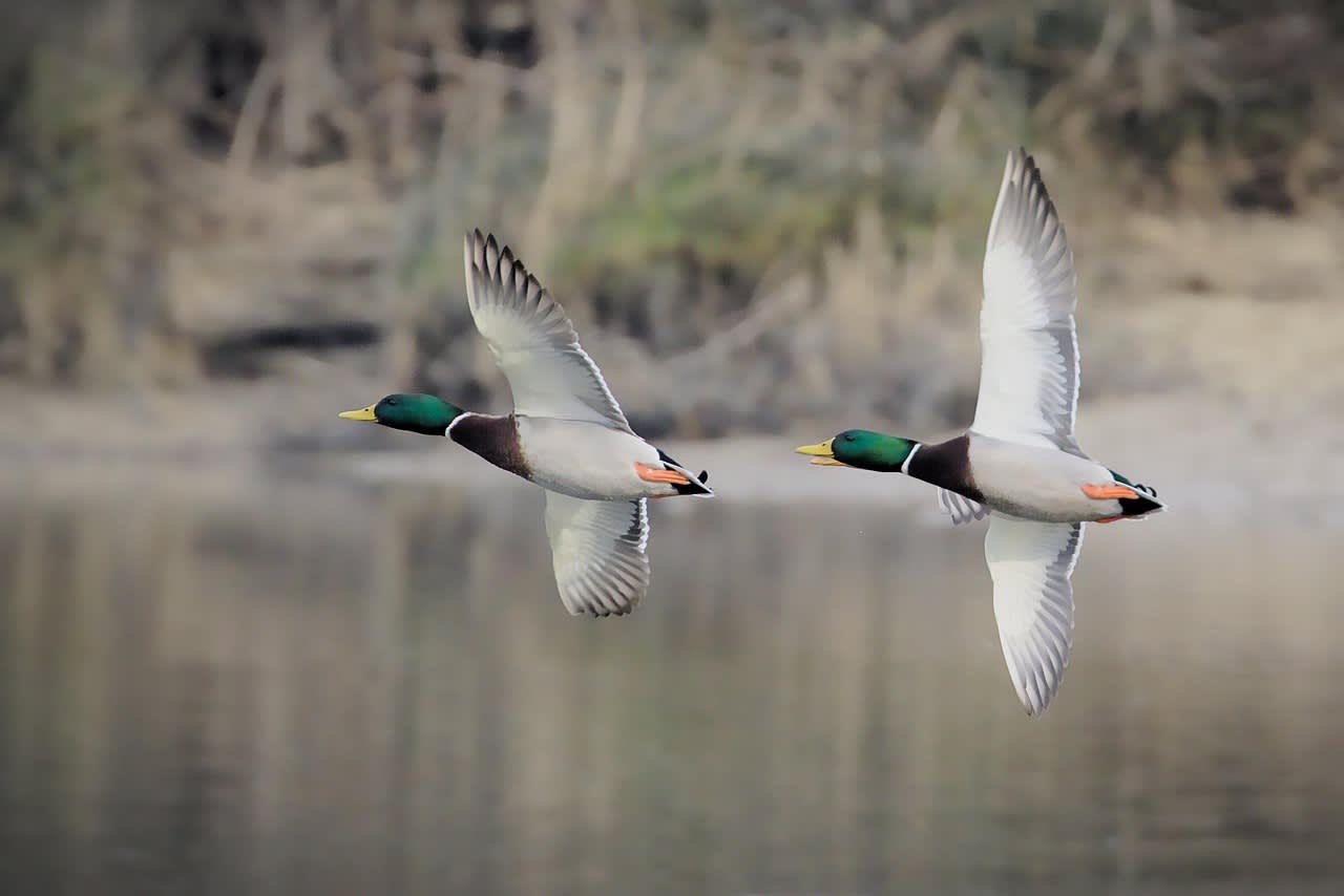 Wisconsin Issues New PFAS Consumption Advisories for Fish, Deer, and Ducks