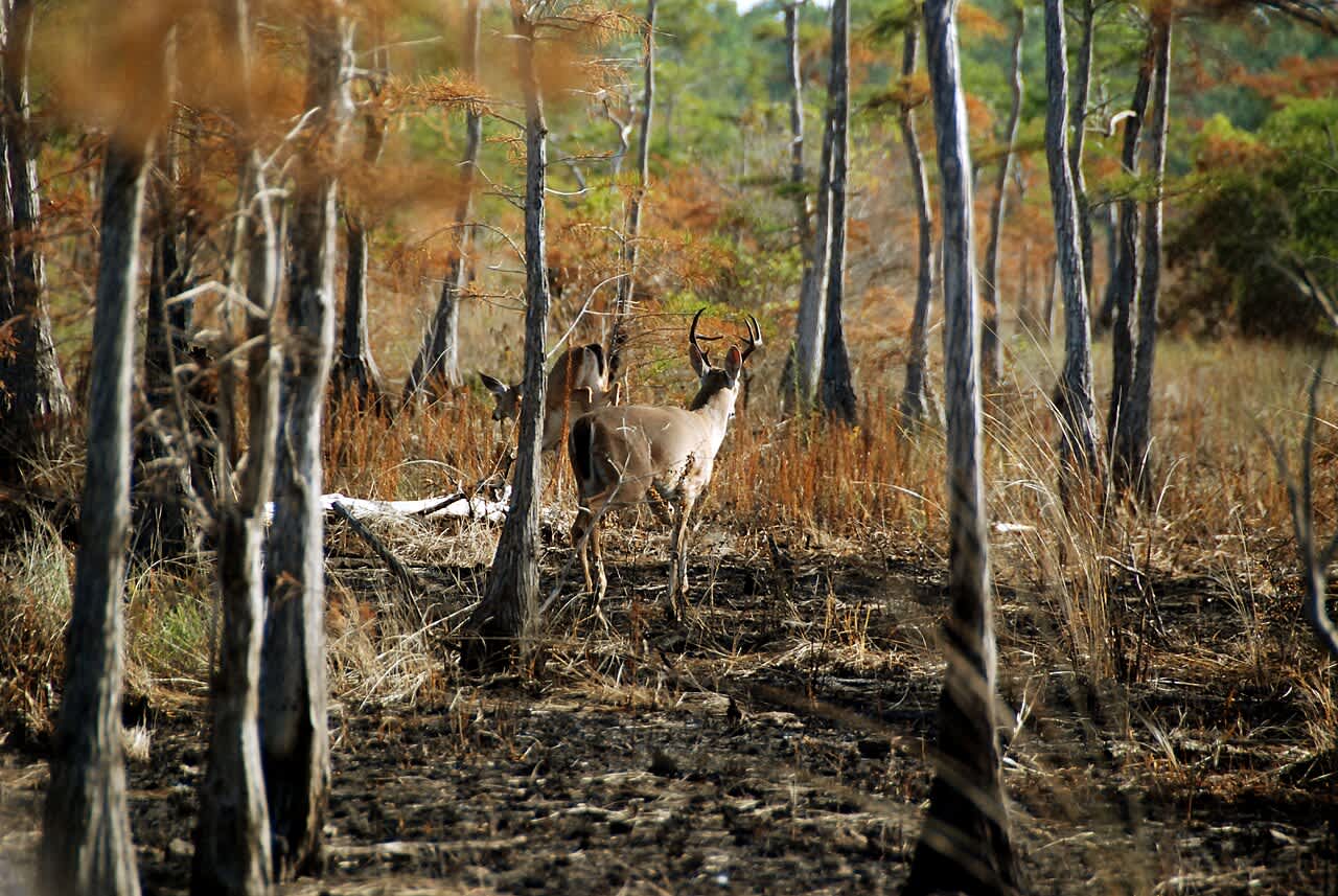 Florida Fish and Wildlife Conservation Commission Steps Up CWD Monitoring