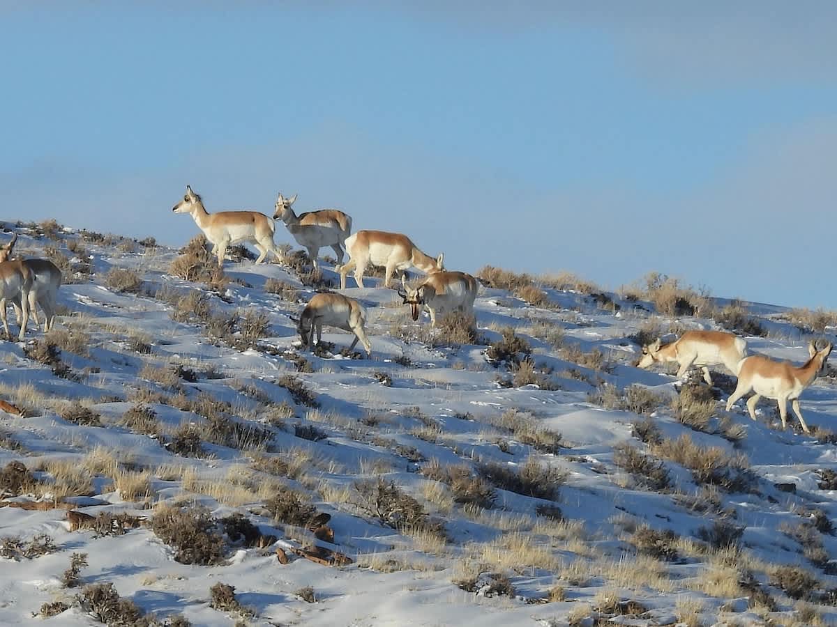 CPW Issues Refunds for Hunting Licenses Affected by Government Shutdown