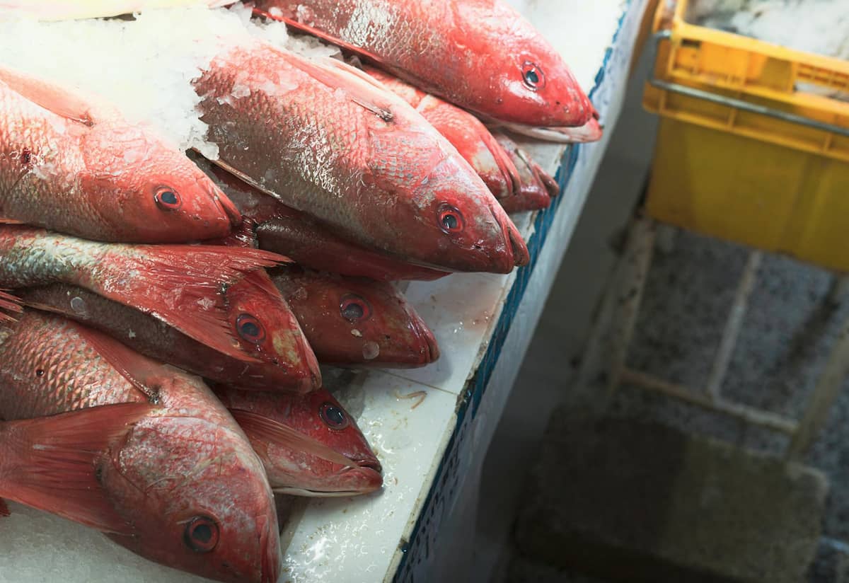 Los estados del sur presionan por el control local del manejo del pargo rojo