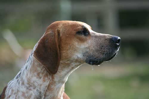 Hounds On The Run In Kansas Mar 1 OutdoorHub