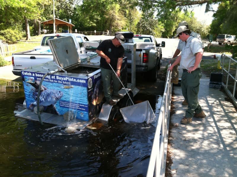 Hatchery Bass Making a Difference in Florida OutdoorHub