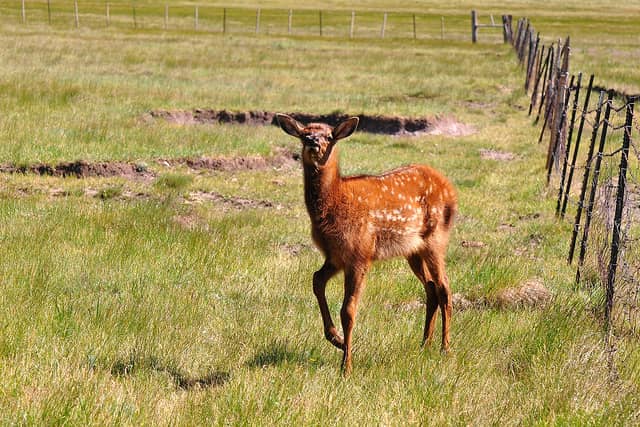 kentucky elk season