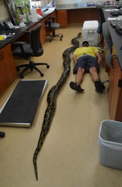 Record-setting Burmese Python Captured in Florida's Miami-Dade County ...