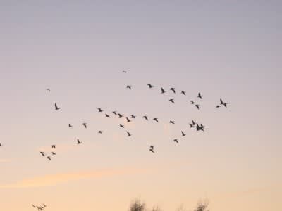 Pattern seeing can help you perceive and identify wildlife.
